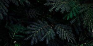 Download Offline Maps