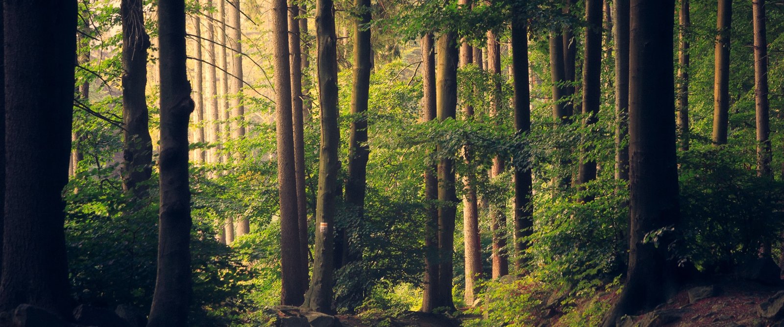 Travel Responsibly With Us